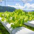 Easy microgreen recipes for family & restaurant meals